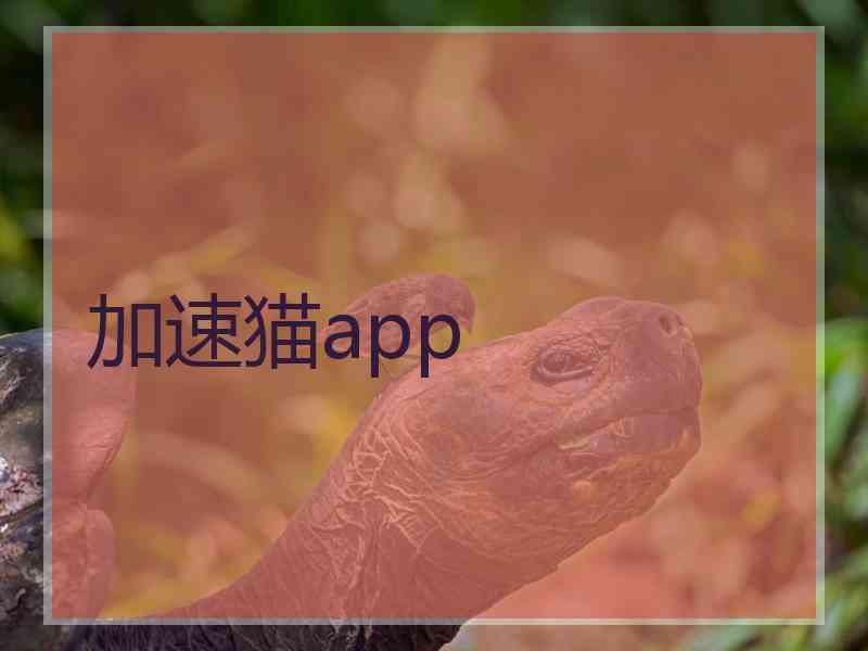 加速猫app