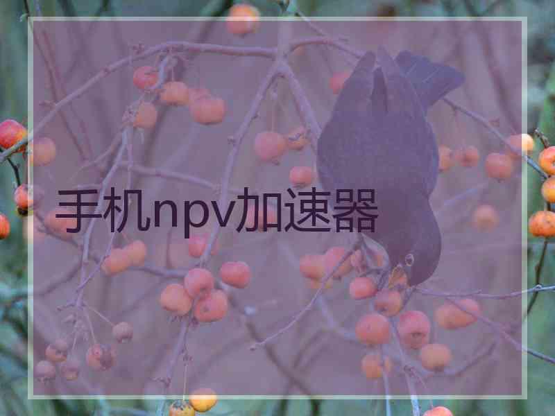 手机npv加速器